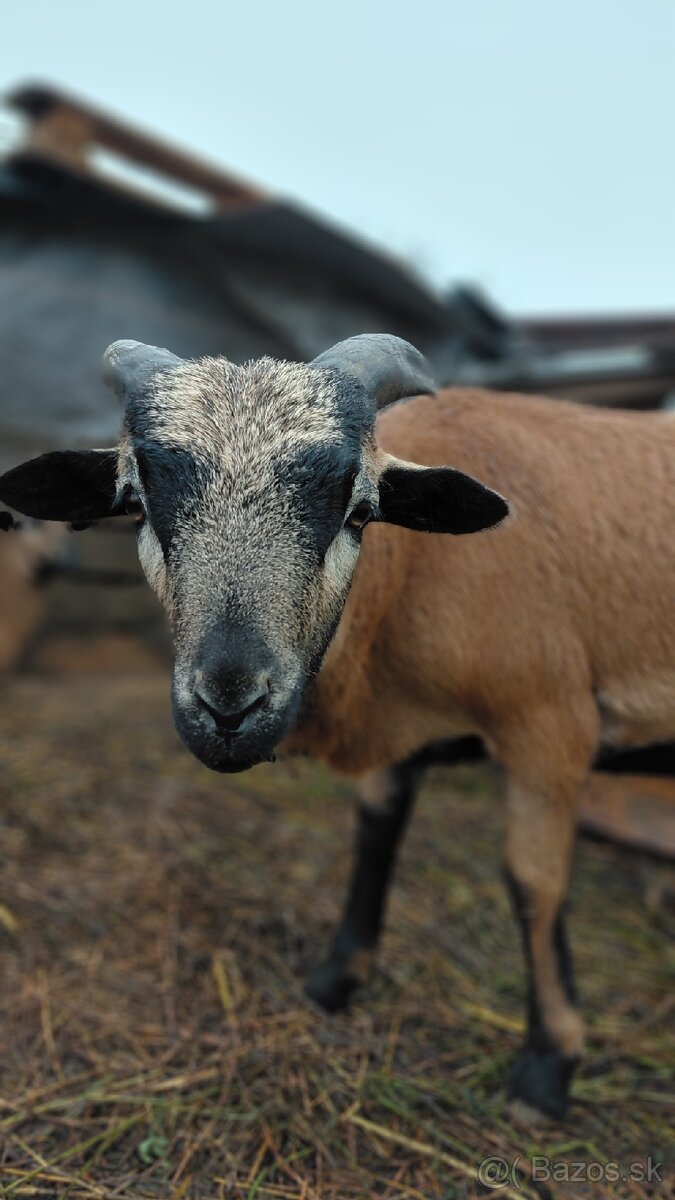 Kamerúnske ovce - baran