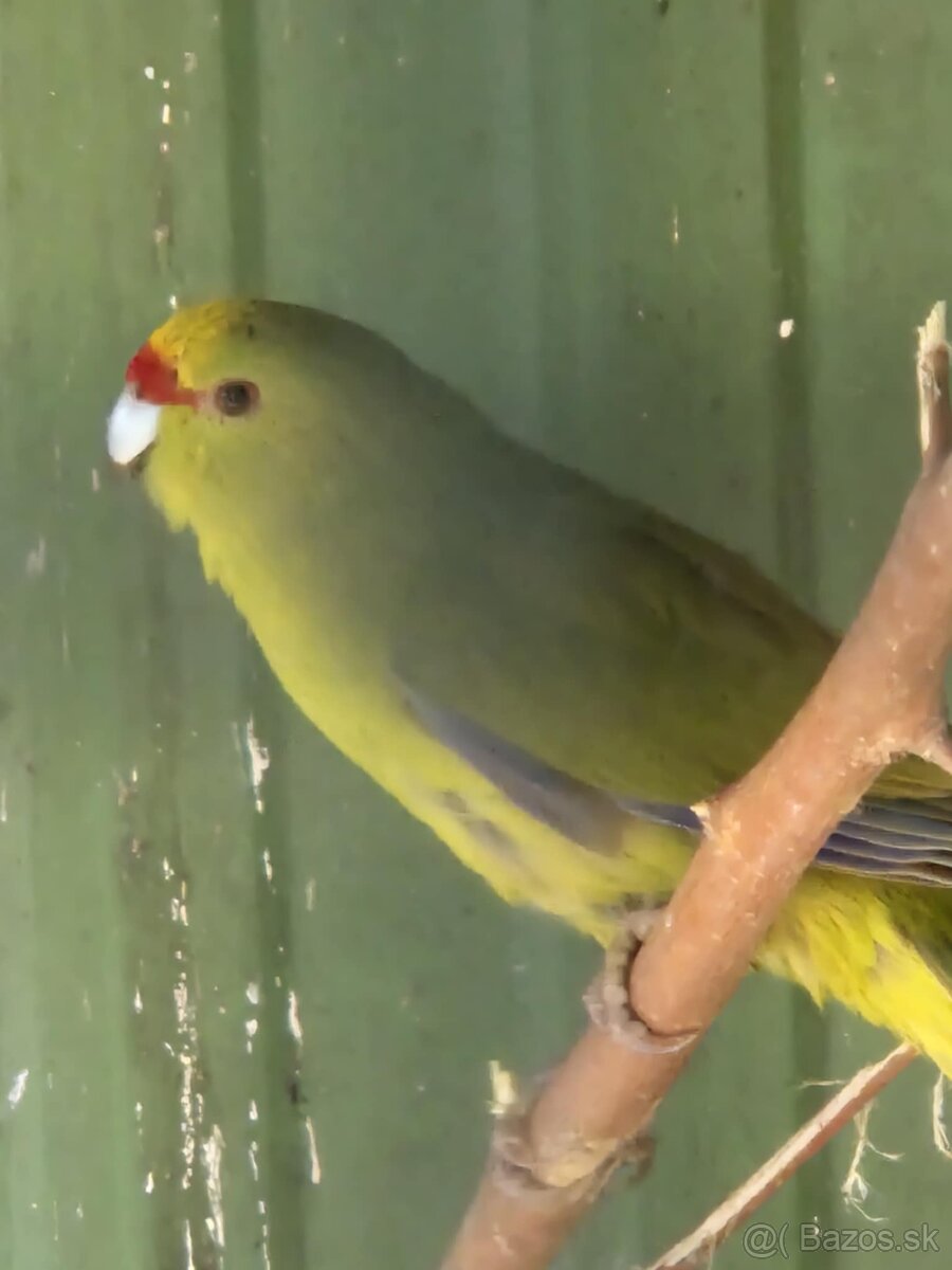 Kakariki žltočelý- tohtoročné odchovy - prípadne vymením