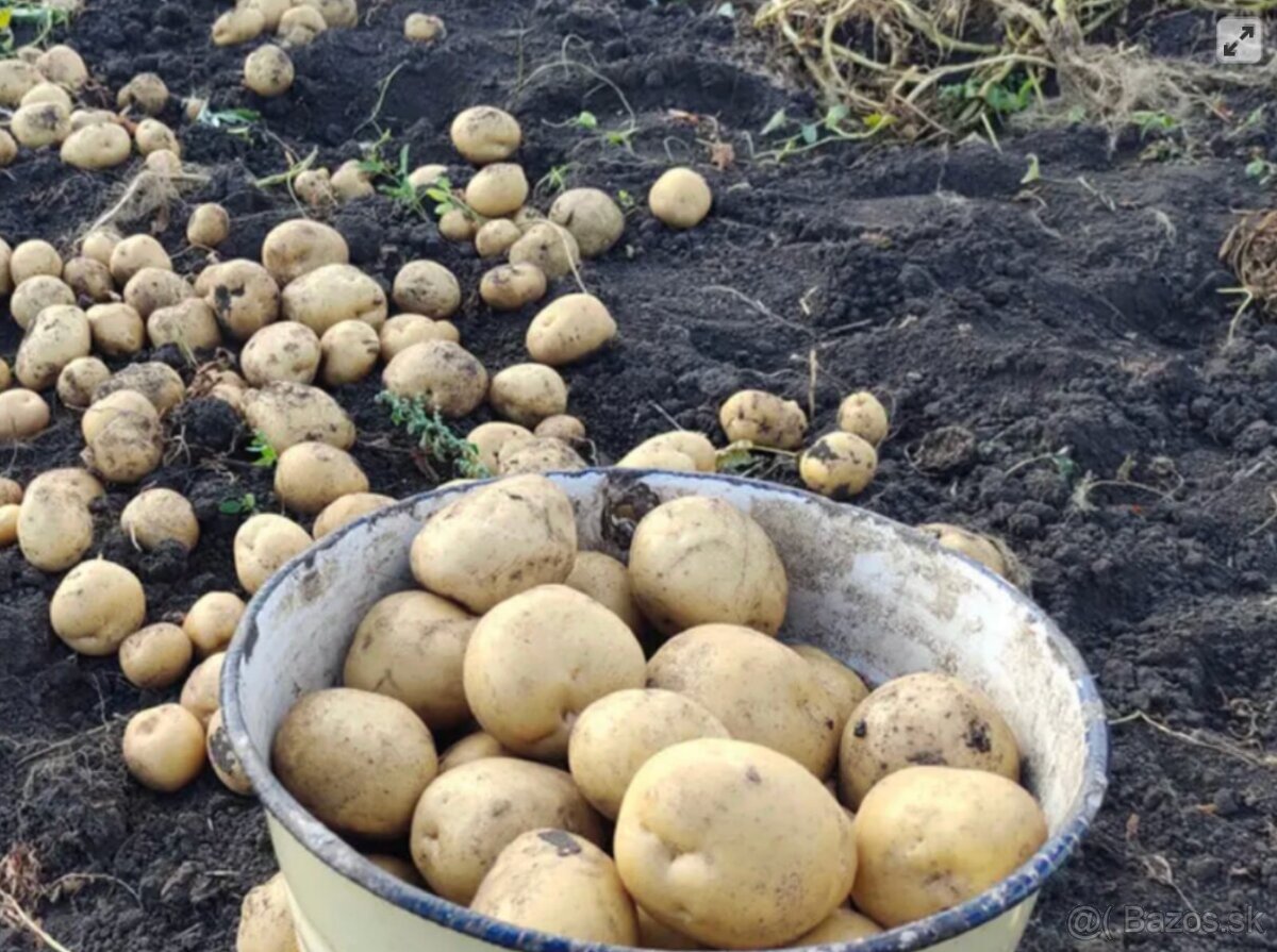 Predám domáce zemiaky Soraya