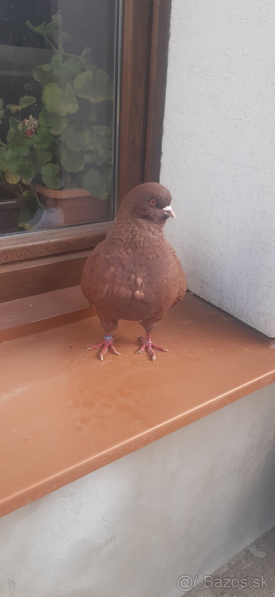 Americký King 2024.