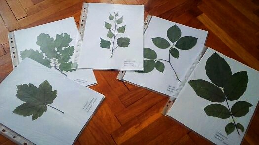 Zbierka listov, zbierka púčikov