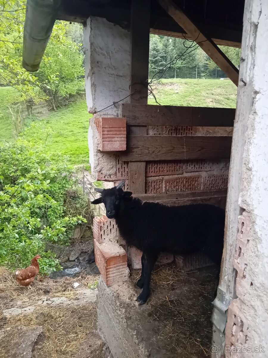 Jahňatka  2 barančeky a 1 baran 1 ročny