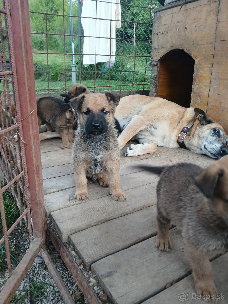 Belgický ovčiak Malinois cross