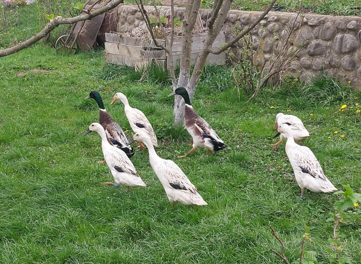 Indický bežec