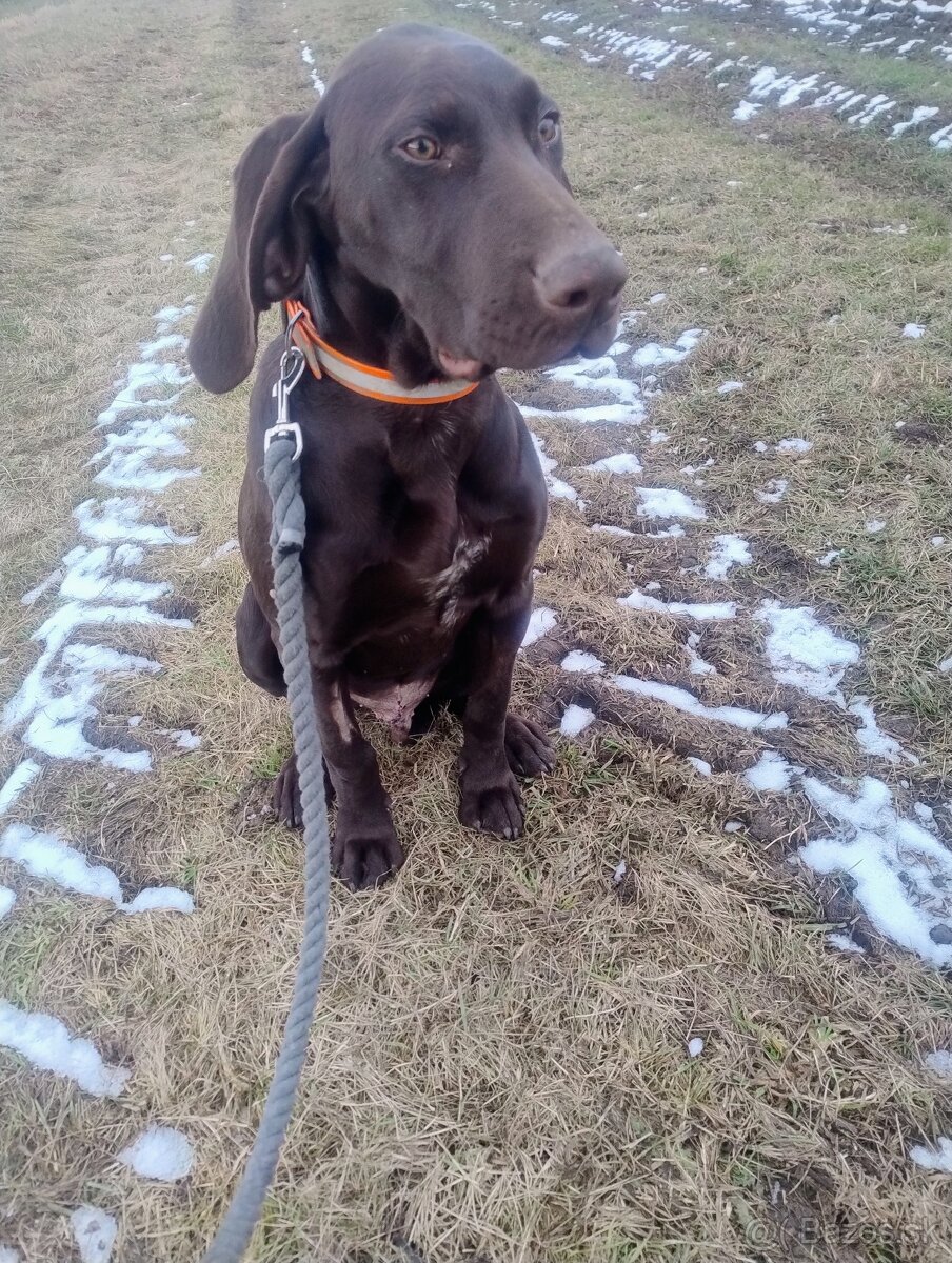 Predám poľovné šteniatko stavač kratkosrsti