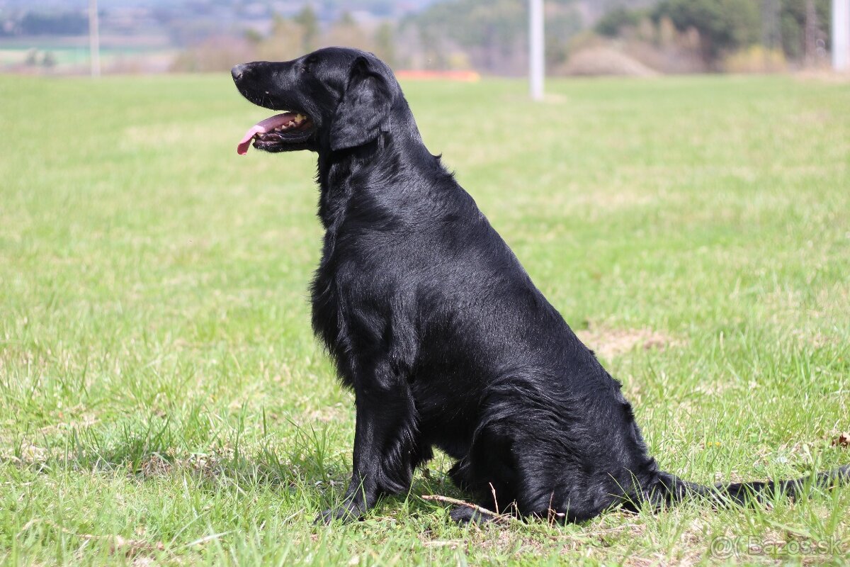Flat Coated Retriever - chovný pes ke krytí