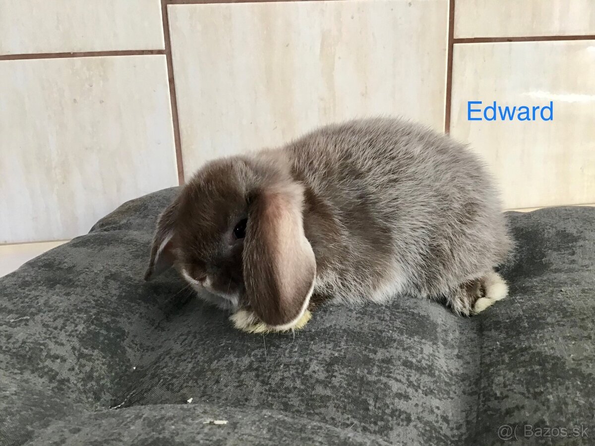 Mini lop
