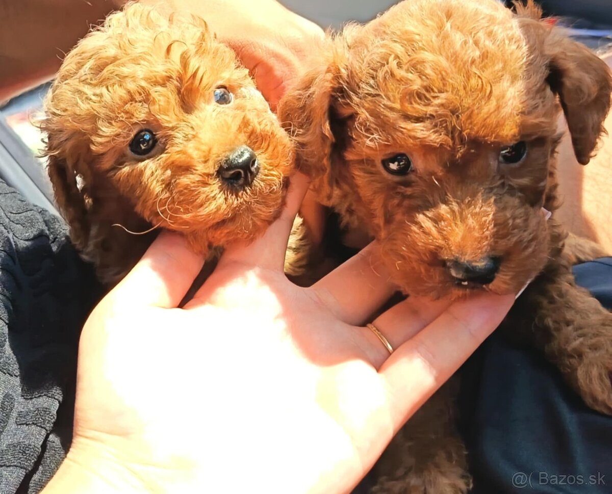 Toy Pudel fenka / chalpec