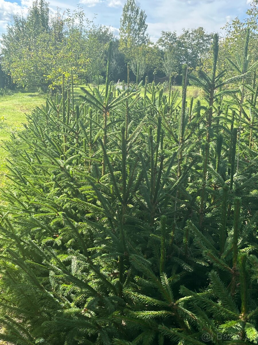 Predám krásne smreky a jedle.🌲