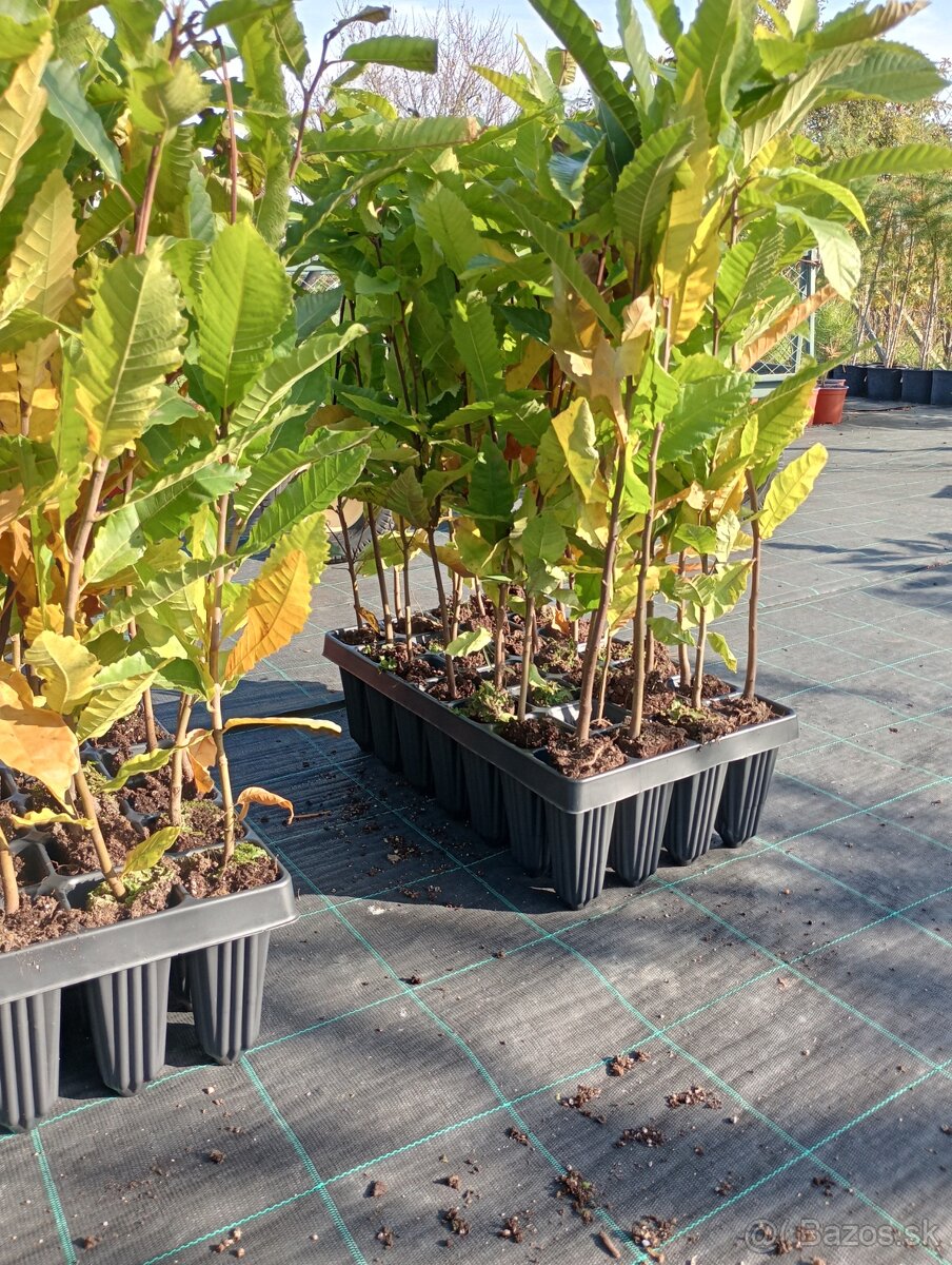 Gaštan jedlý -Castanea sativa