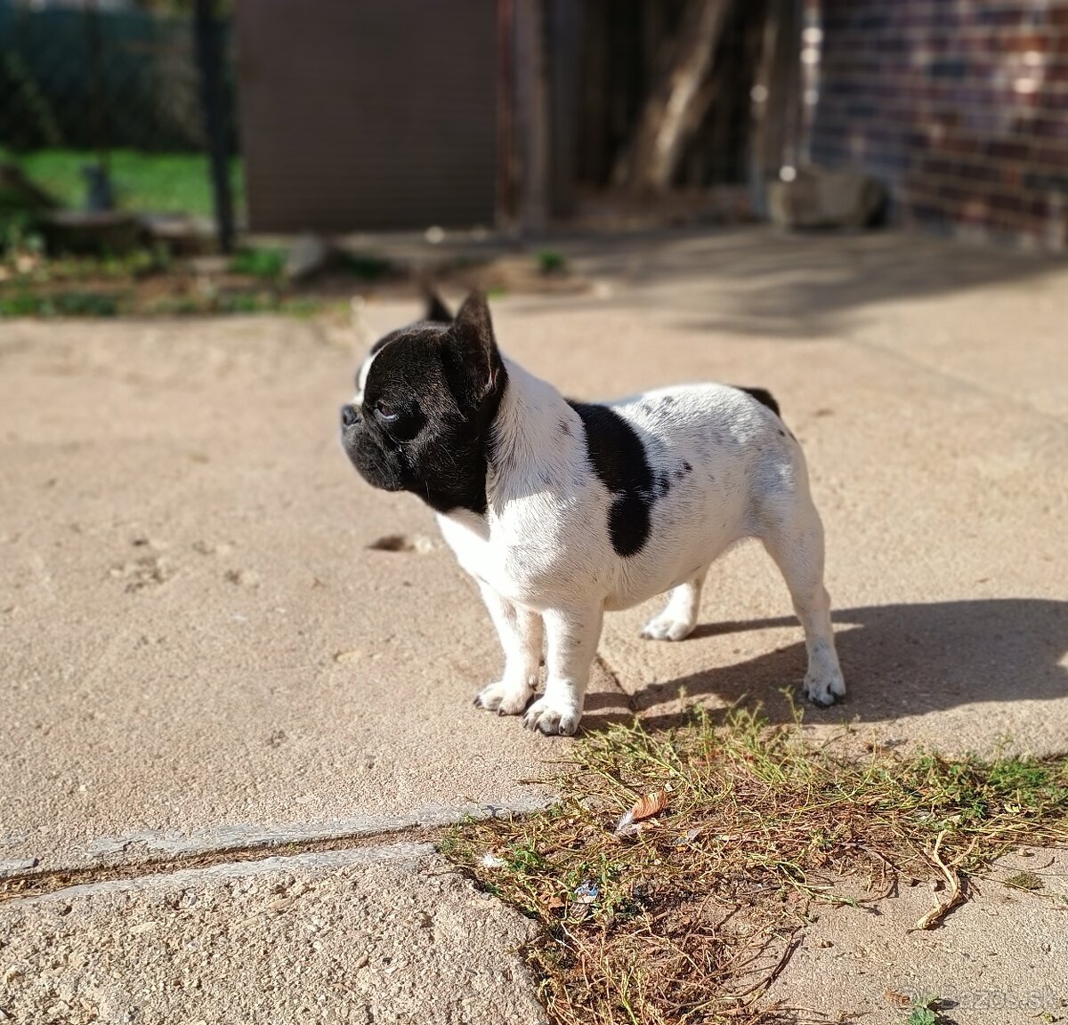 Francúzsky buldoček