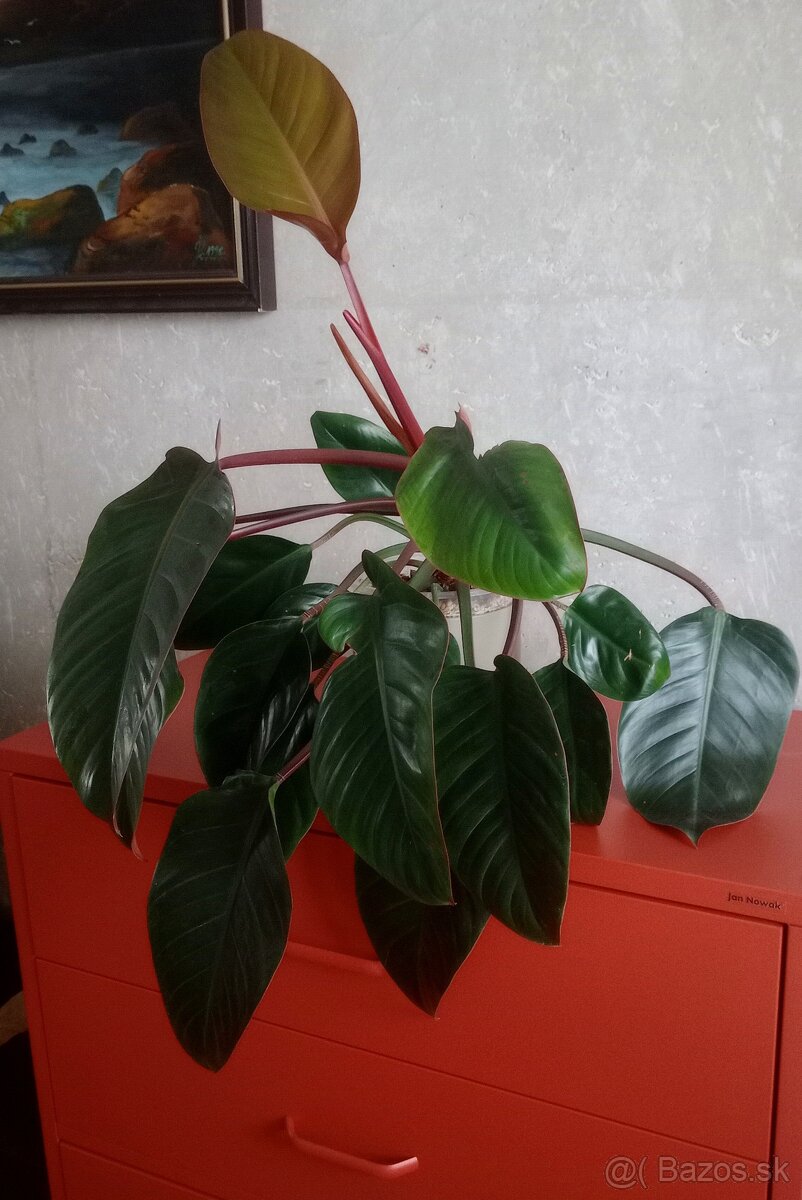 Philodendron Red Congo