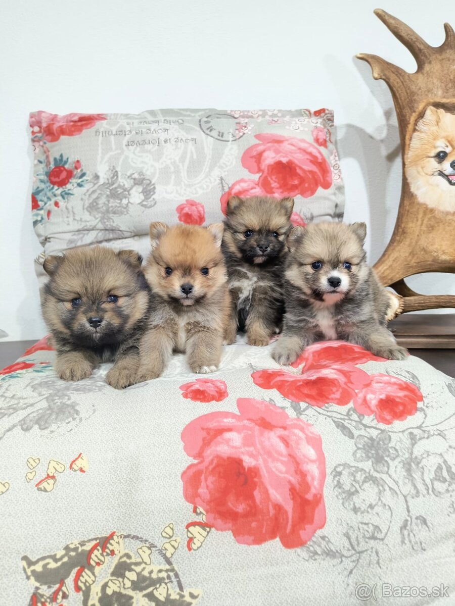 Špic typ pomeranian