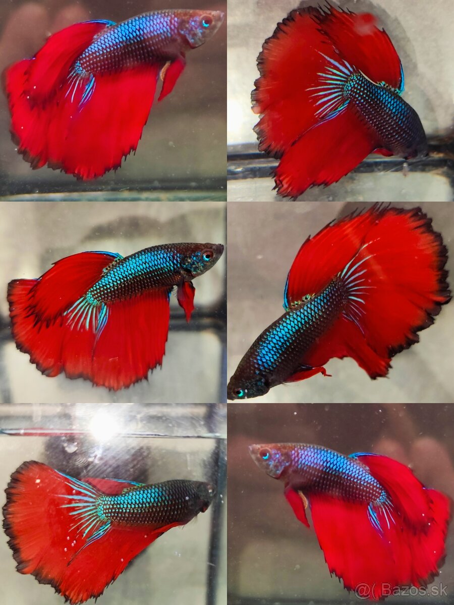 Betta Splendens - Bojovnica Pestrá.