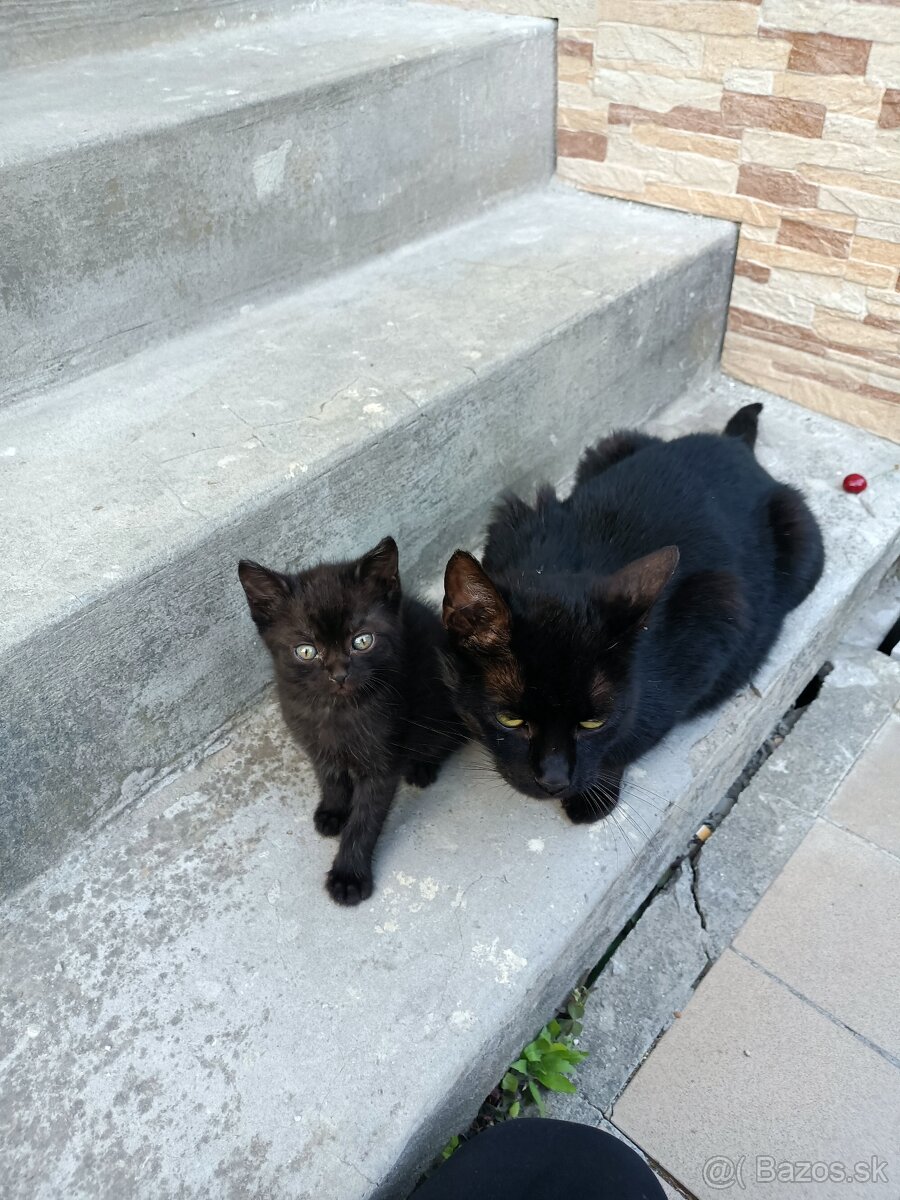 Darujeme 2 macicky a jedneho kocurika