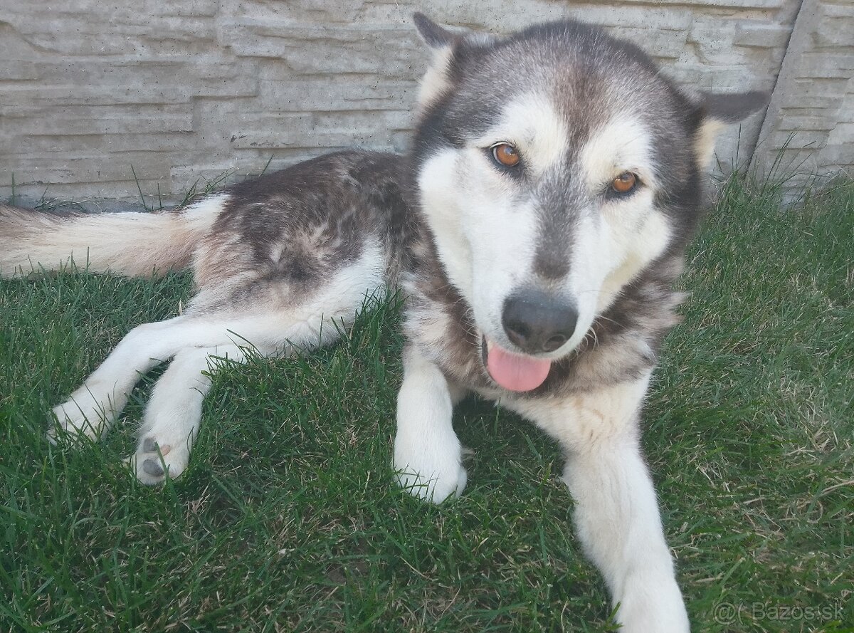 Darujem Sibírsky husky