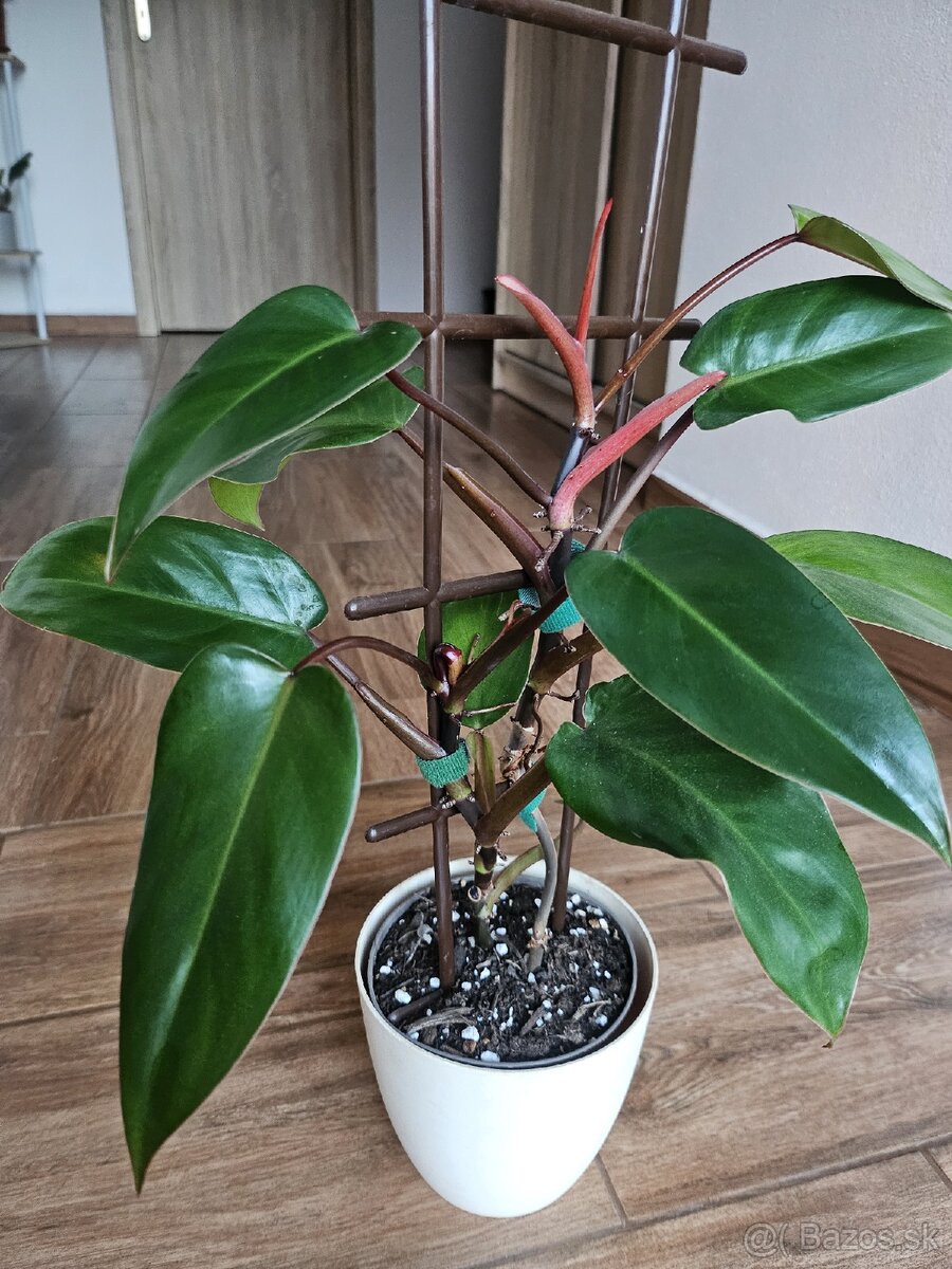 Philodendron ‘Ruby‘