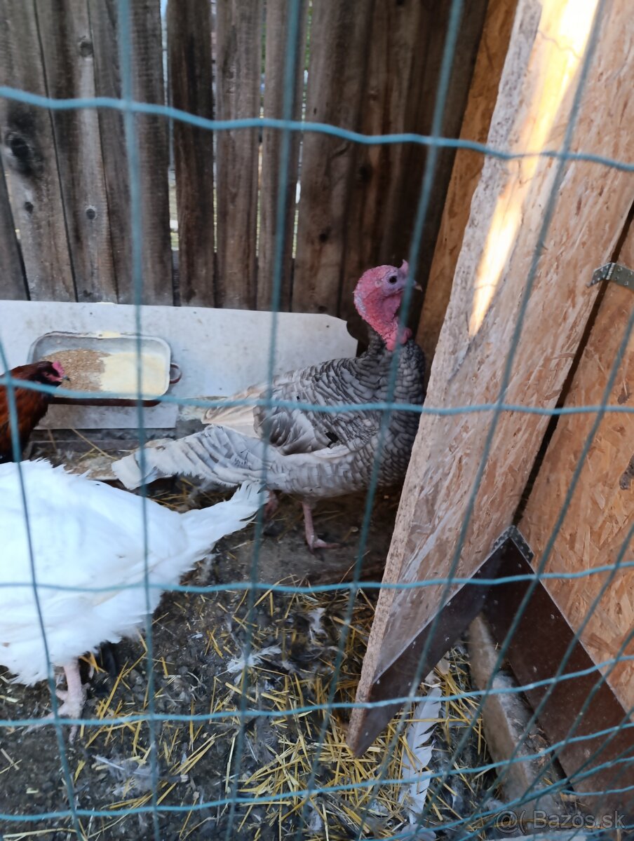 Predam vymenim moriaka