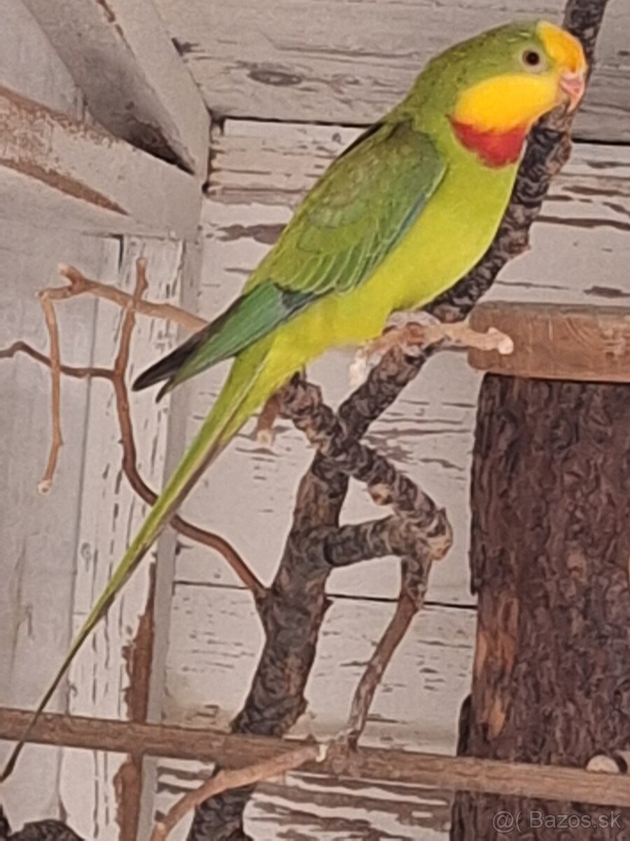 Papagáj nádherný škorica