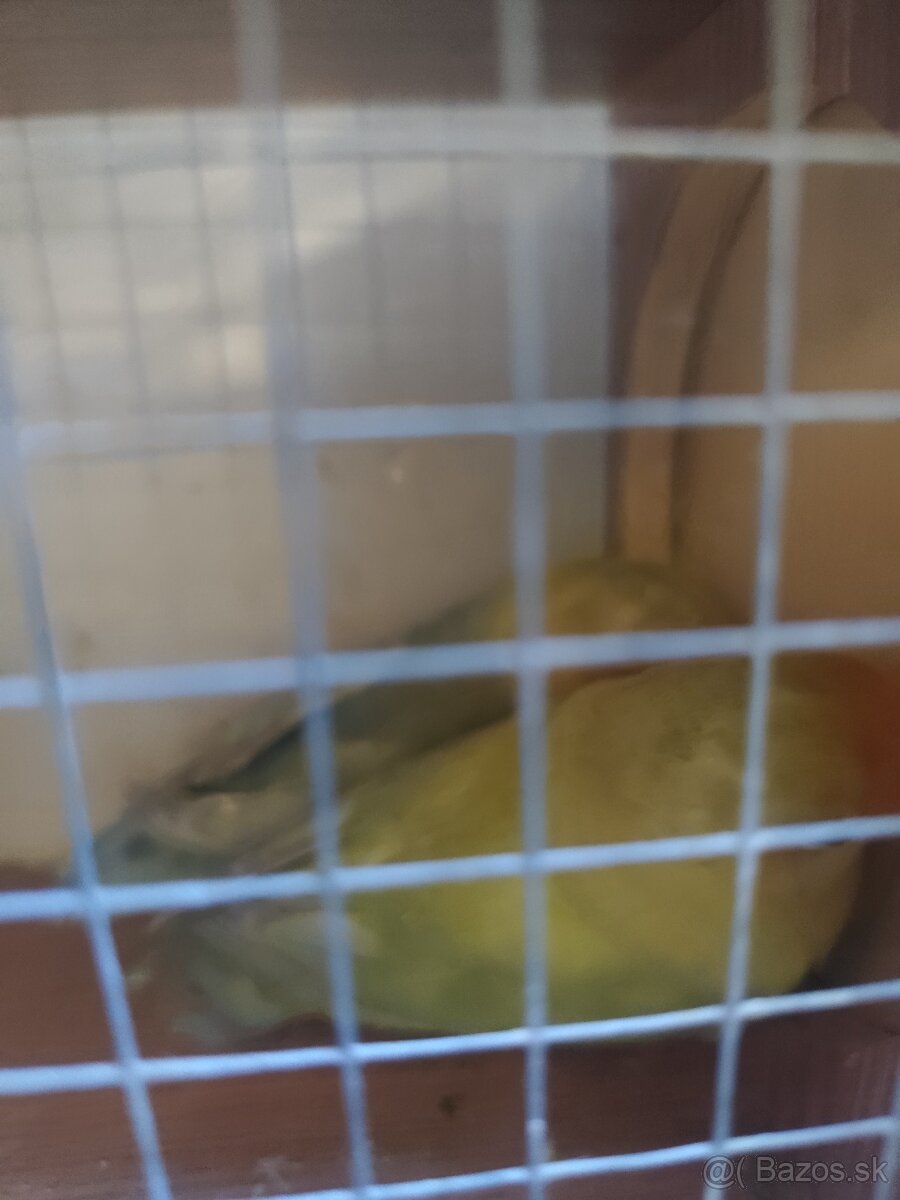 Agapornis fisher opalin