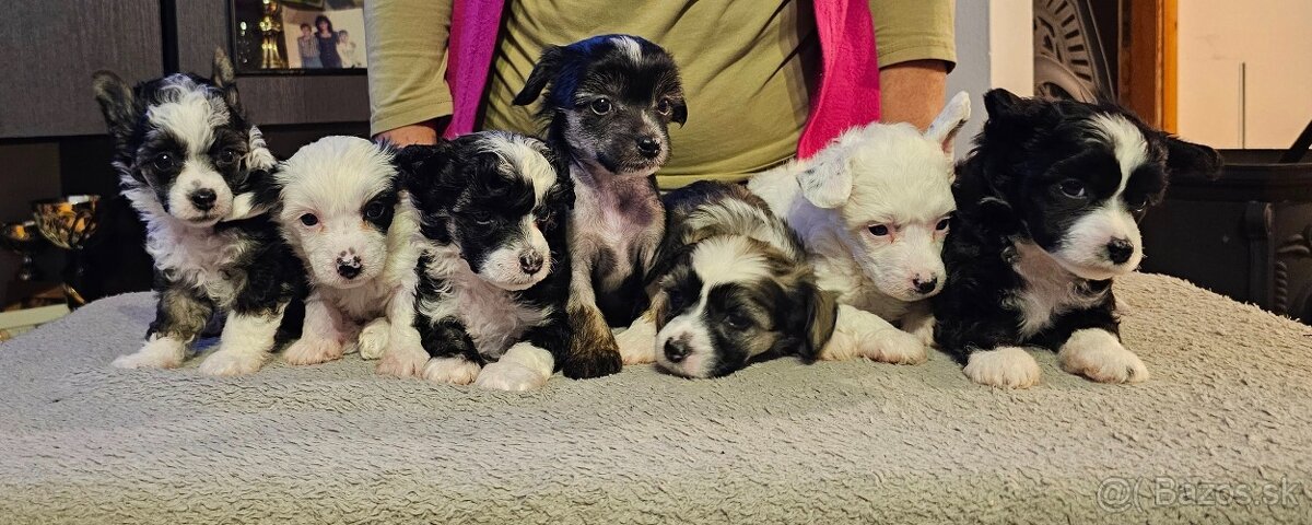 ČÍNSKÝ CHOCHOLATÝ PES/ labutěnka/naháč