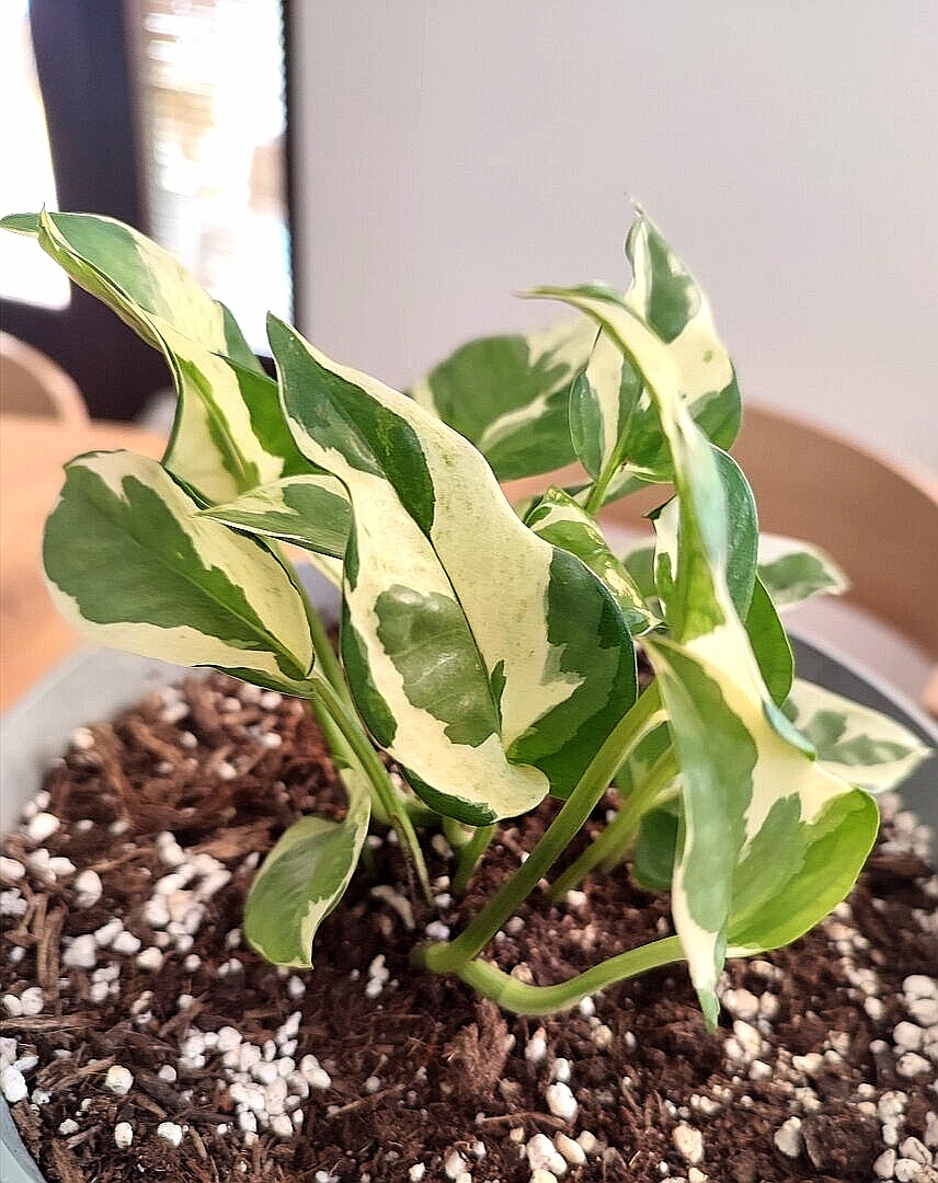 Epipremnum N´joy/krotónovec / Codiaeum variegatum žltý