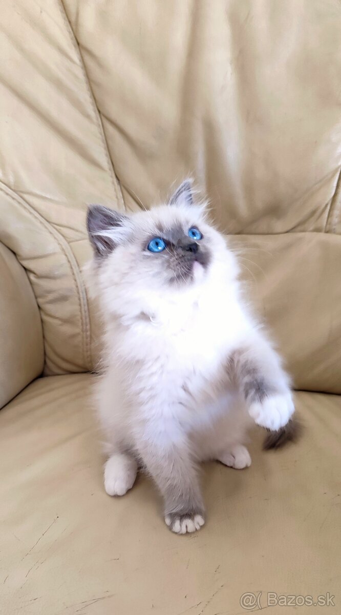 Ragdoll koťátka bez PP