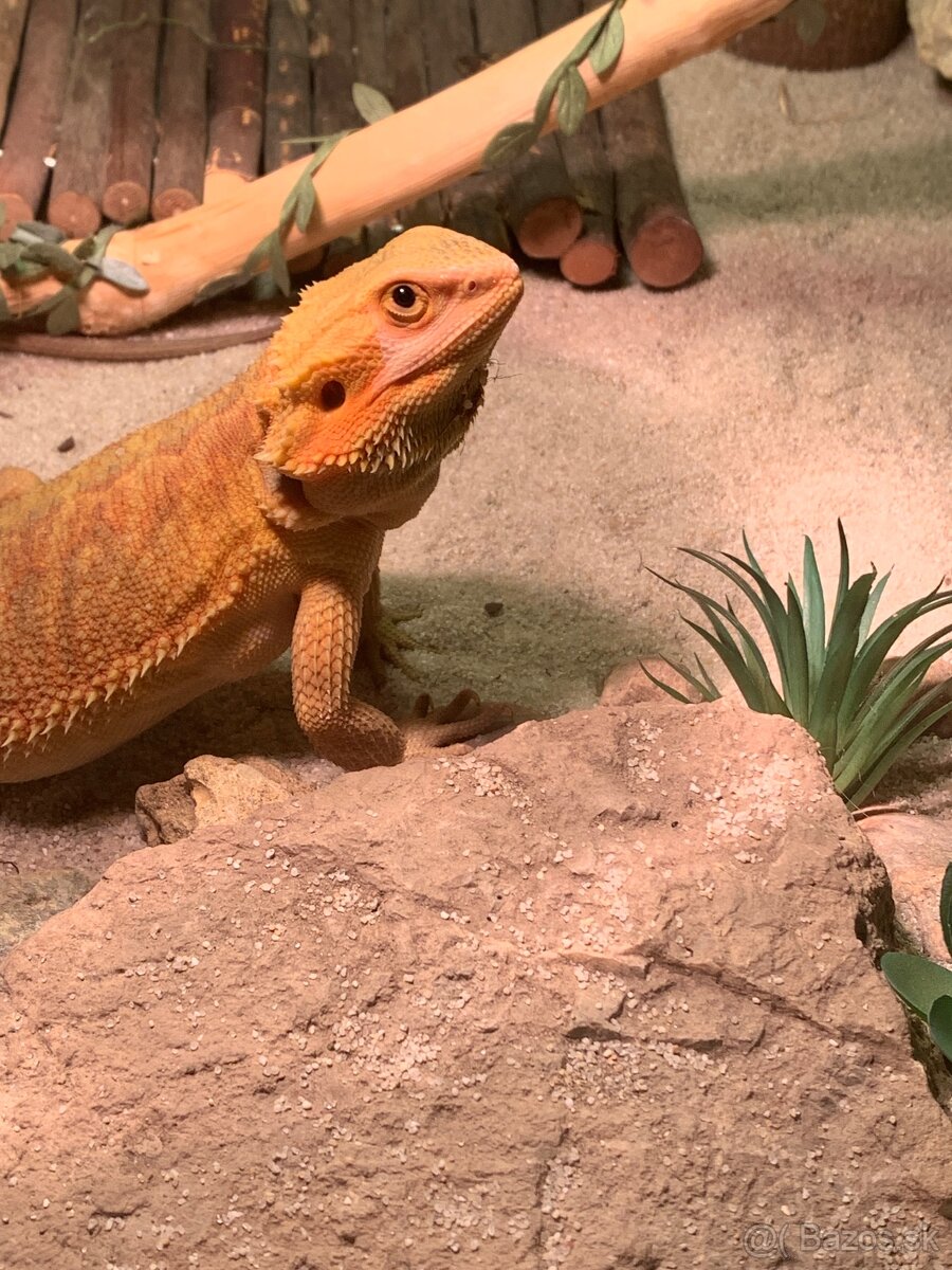 Agama bradatá