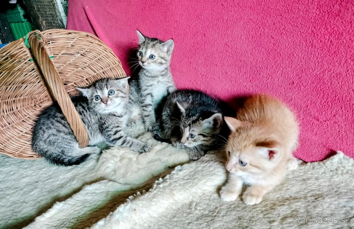 Darujeme mini mačiatka - 2 + 2 - hľadajú milujúci domov