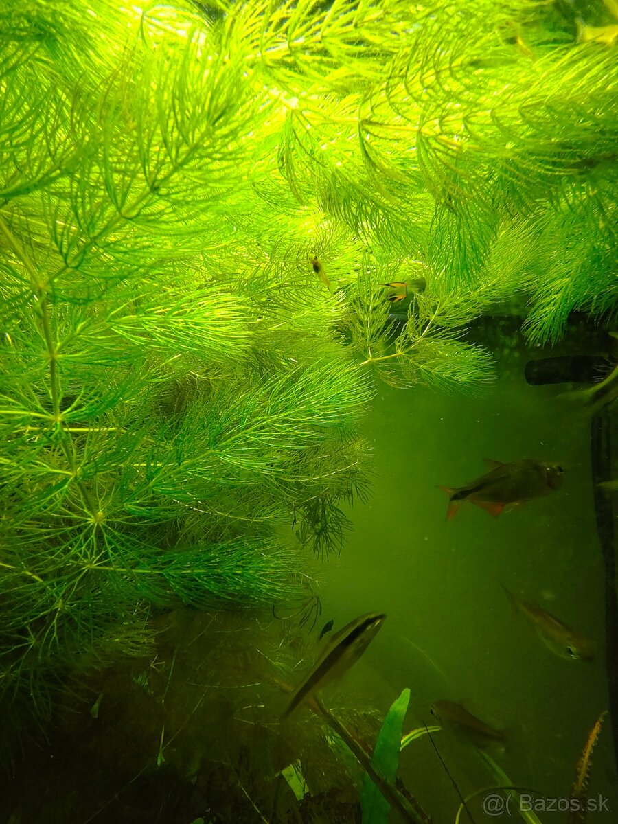 Ceratophyllum demersum-Rožkatec ponorený