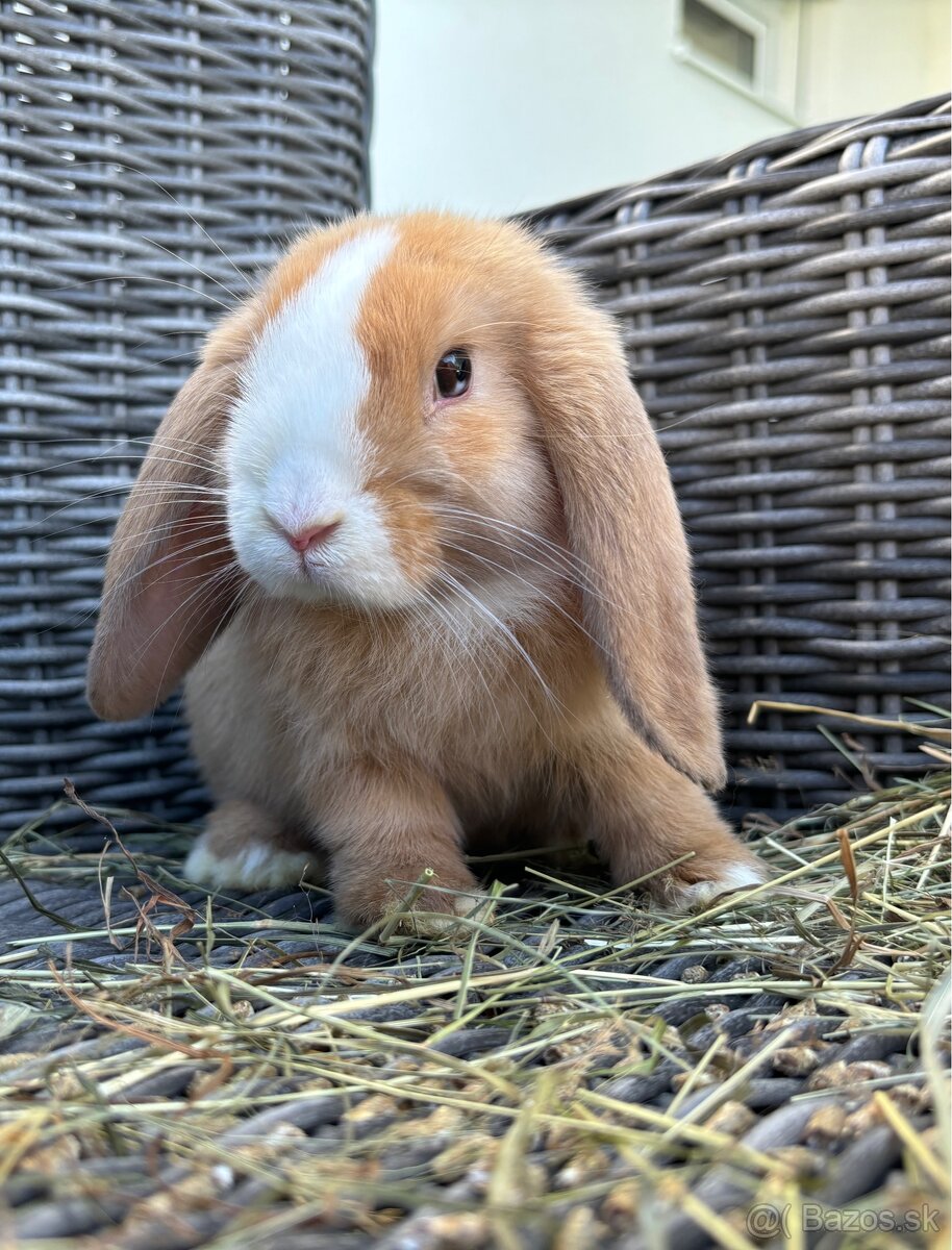 Samček Minilop - očkovaný, Bio výživa, odborný chov