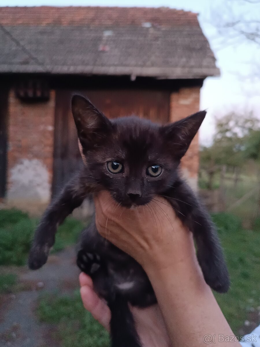 Darujem mačiatka