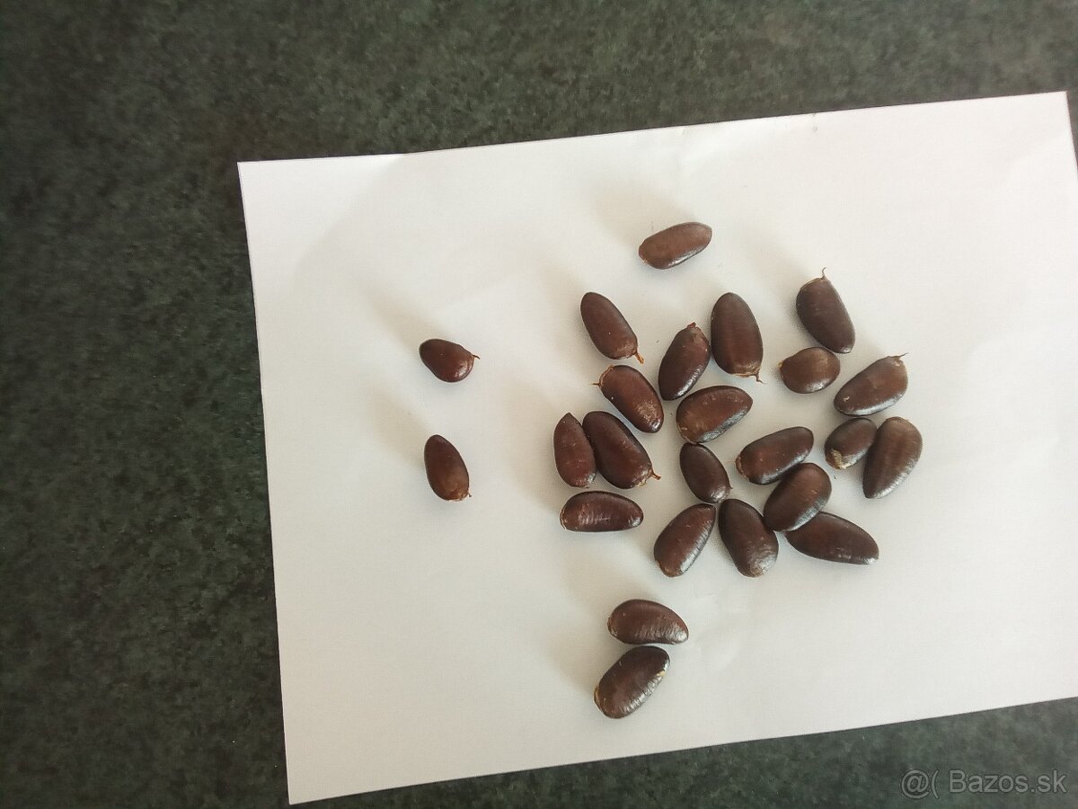 Severný banán paw paw