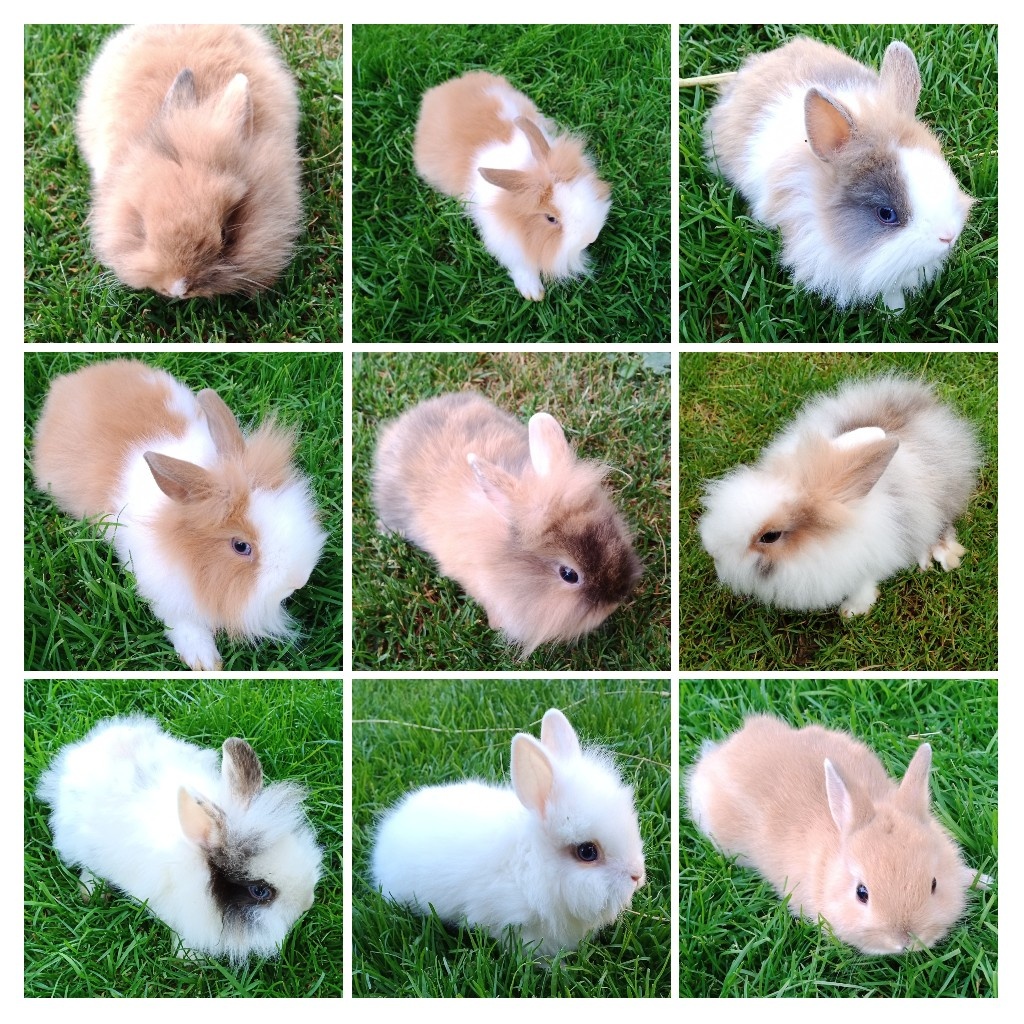 Zdrobnelý, zakrslý kralik