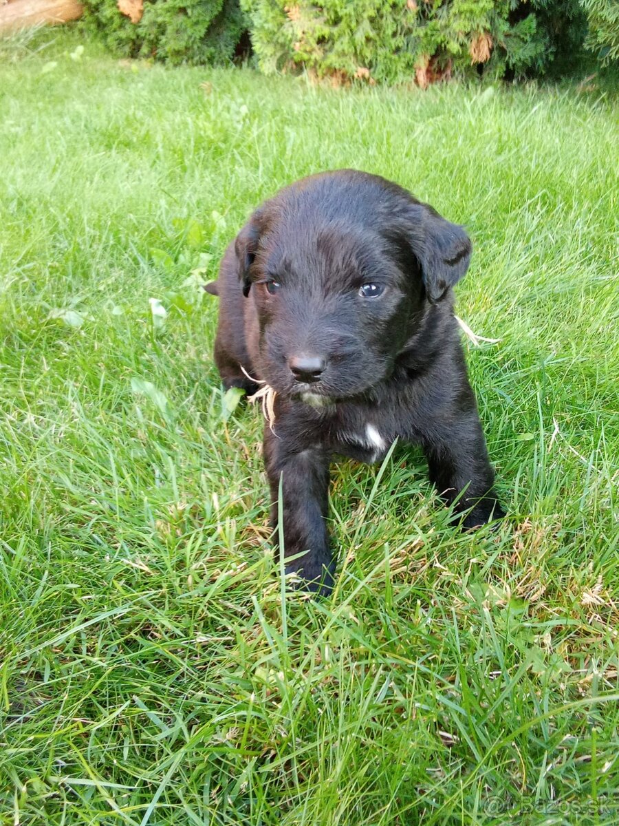 Šteniatka labradora