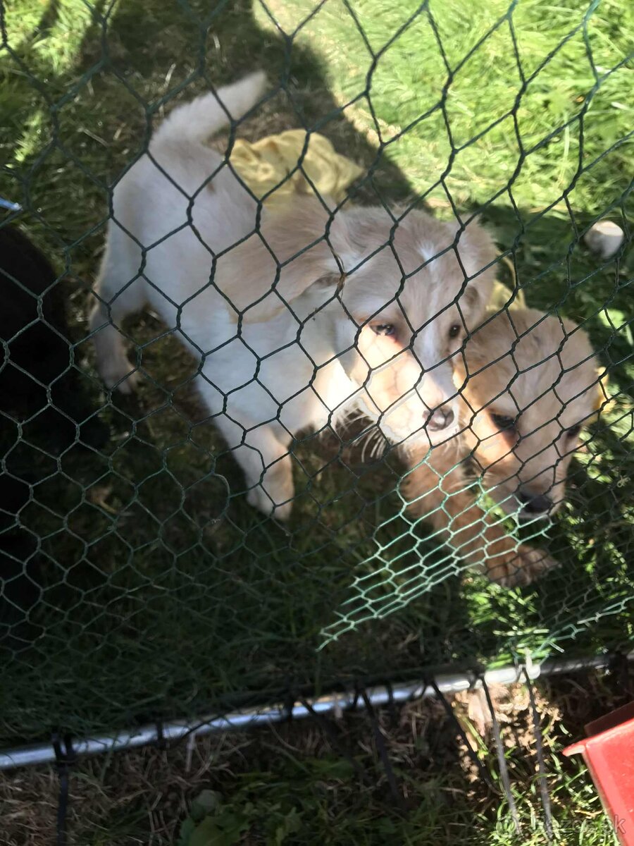 Šteniatka labradora