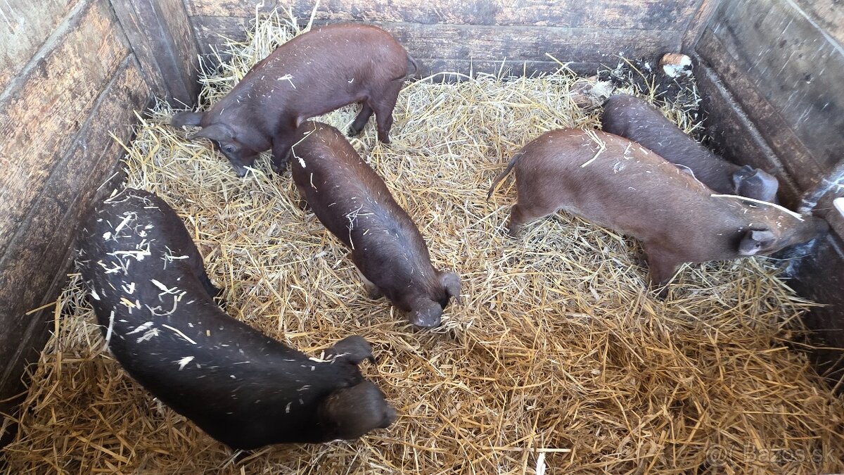 Odstavčatá přesticke x durok