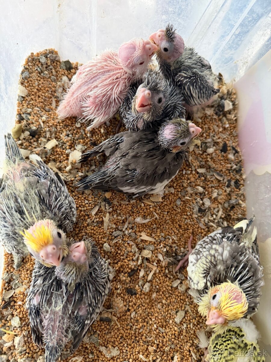 Korely ručne dokrmene. Rezervácie