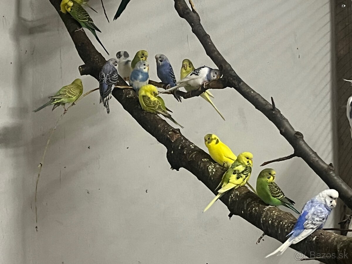 Predám andulky,korely,Neofemy, kráľovsky .