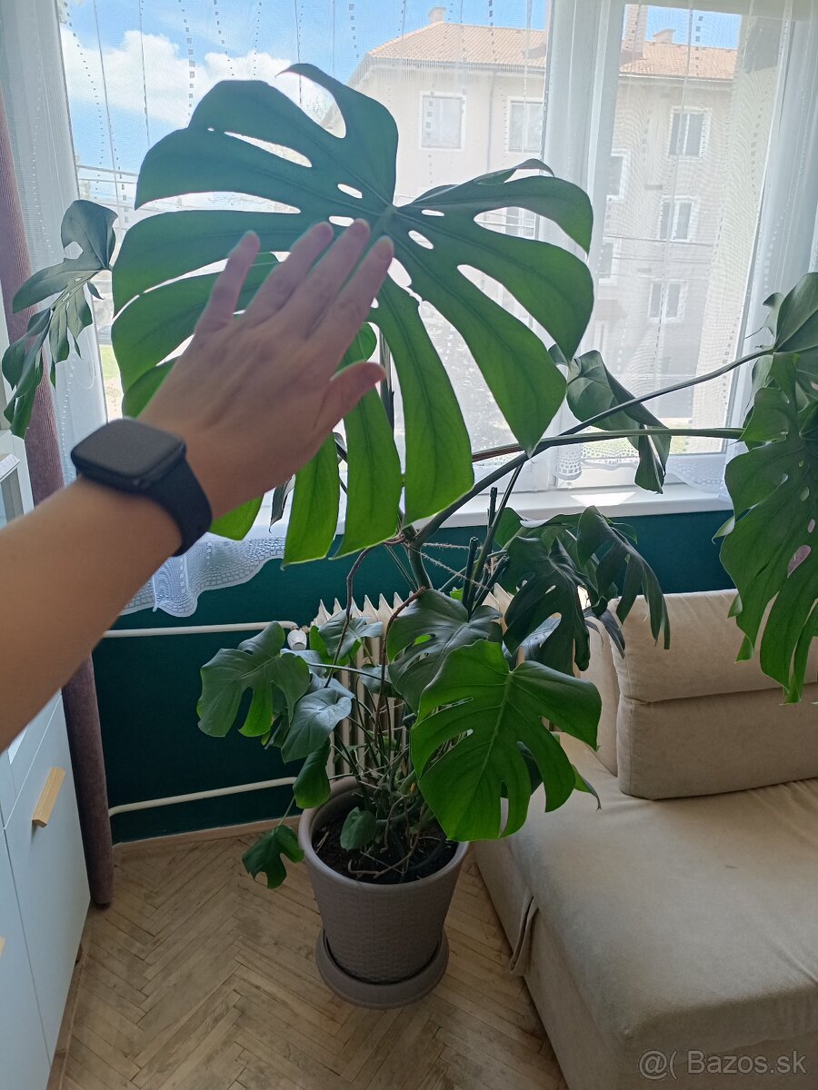 Monstera deliciosa