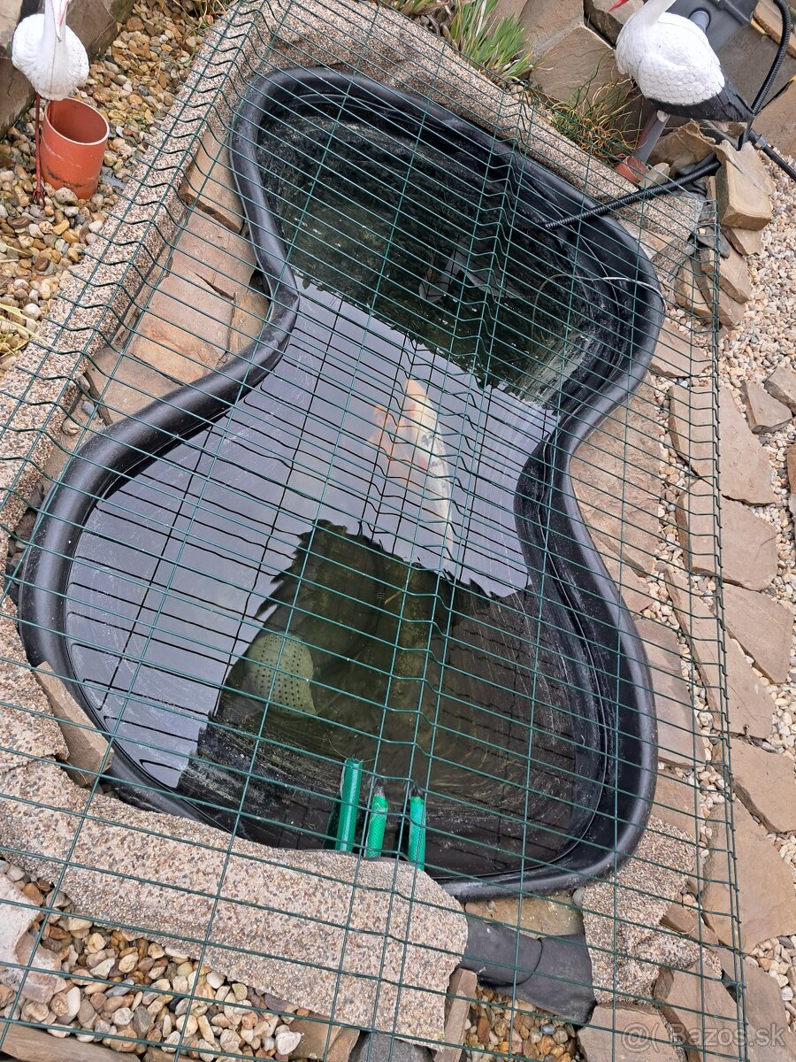 koi kapor