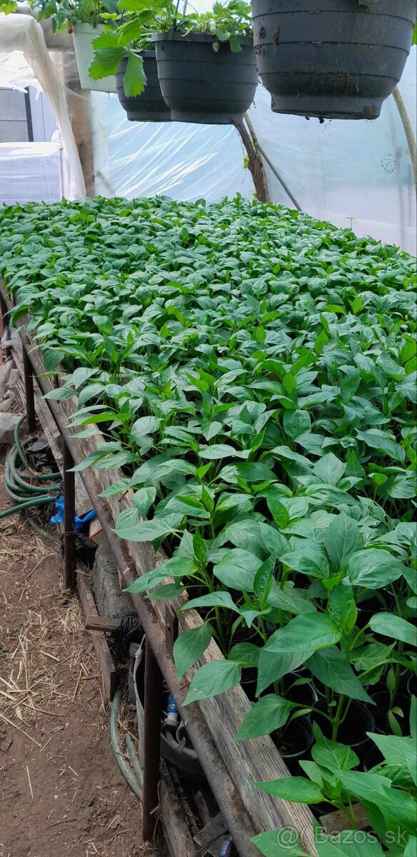 Paprikové planty