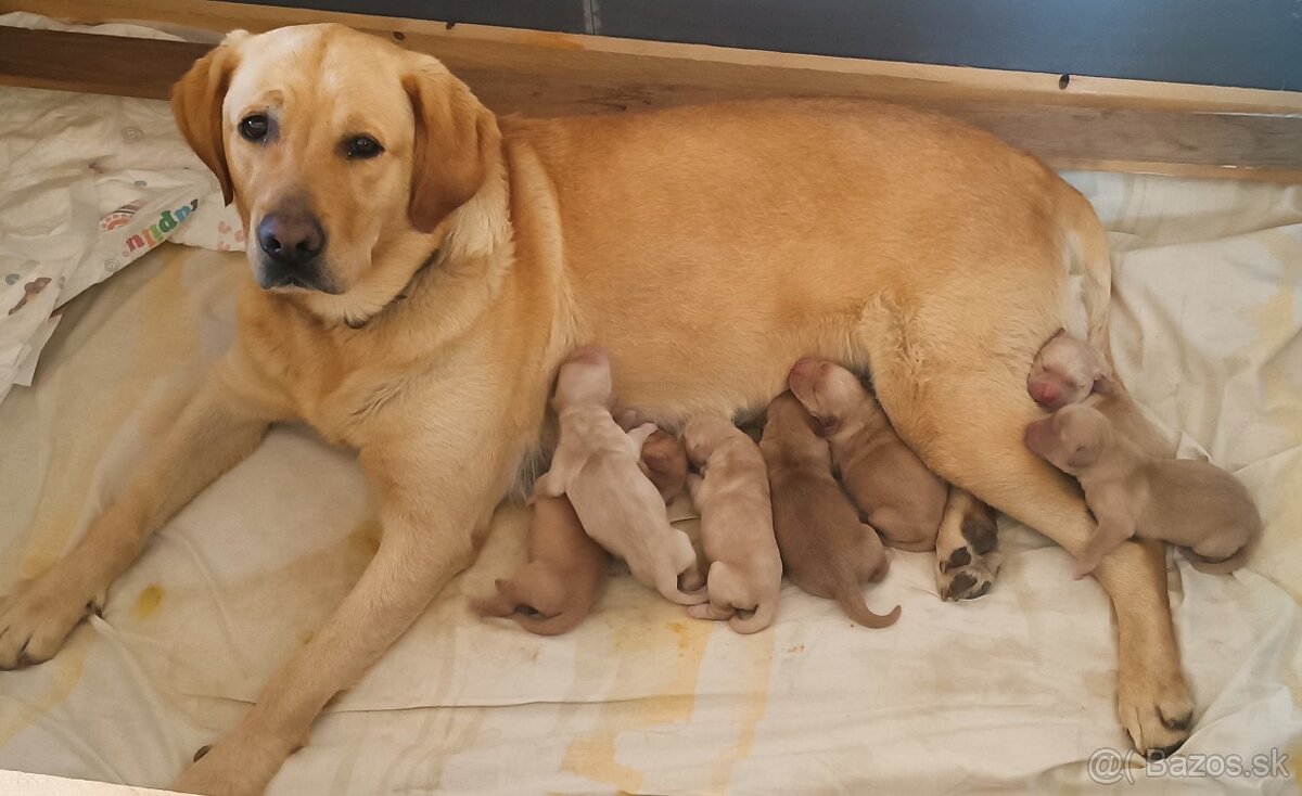Šteniatka zlatý retriever