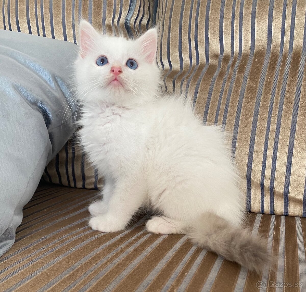 Ragdoll bez pp
