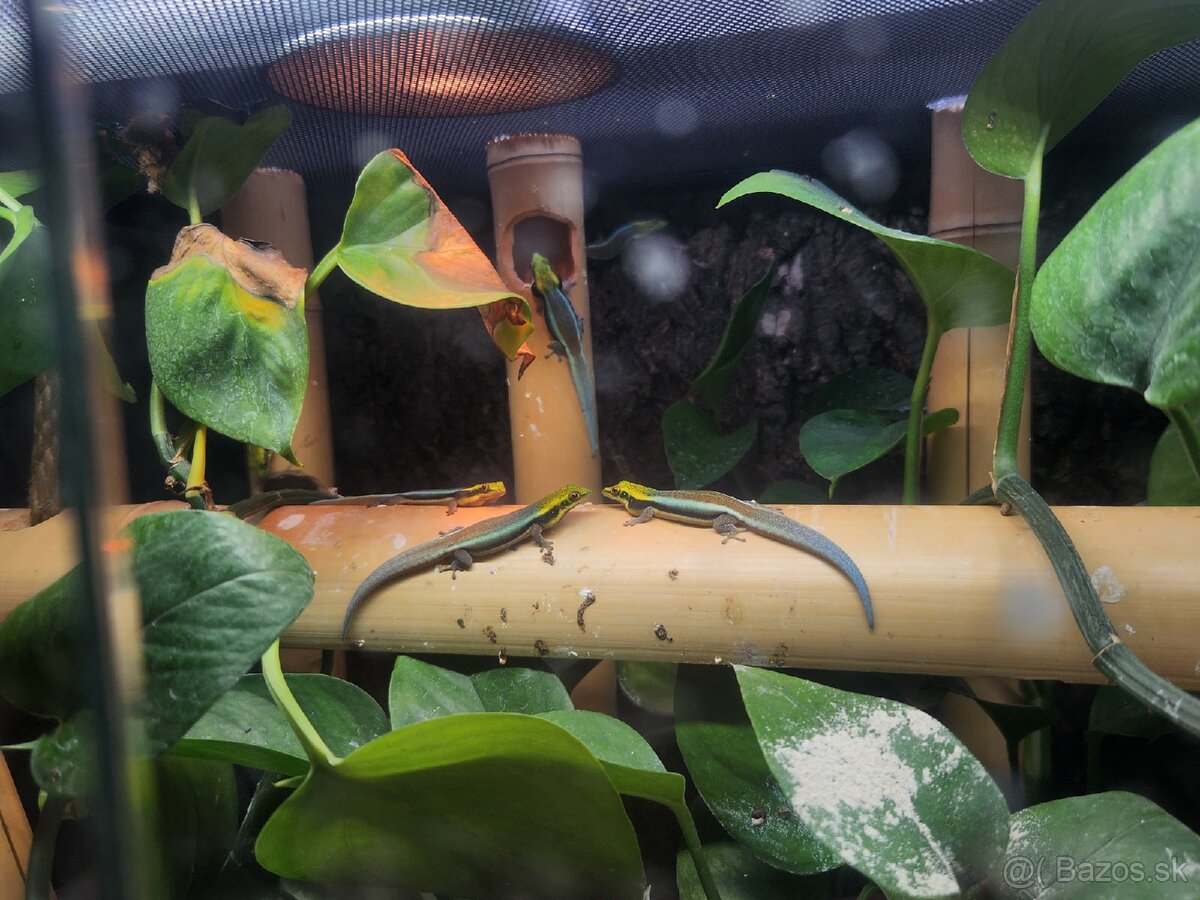 predám Phelsuma klemmeri 2+3