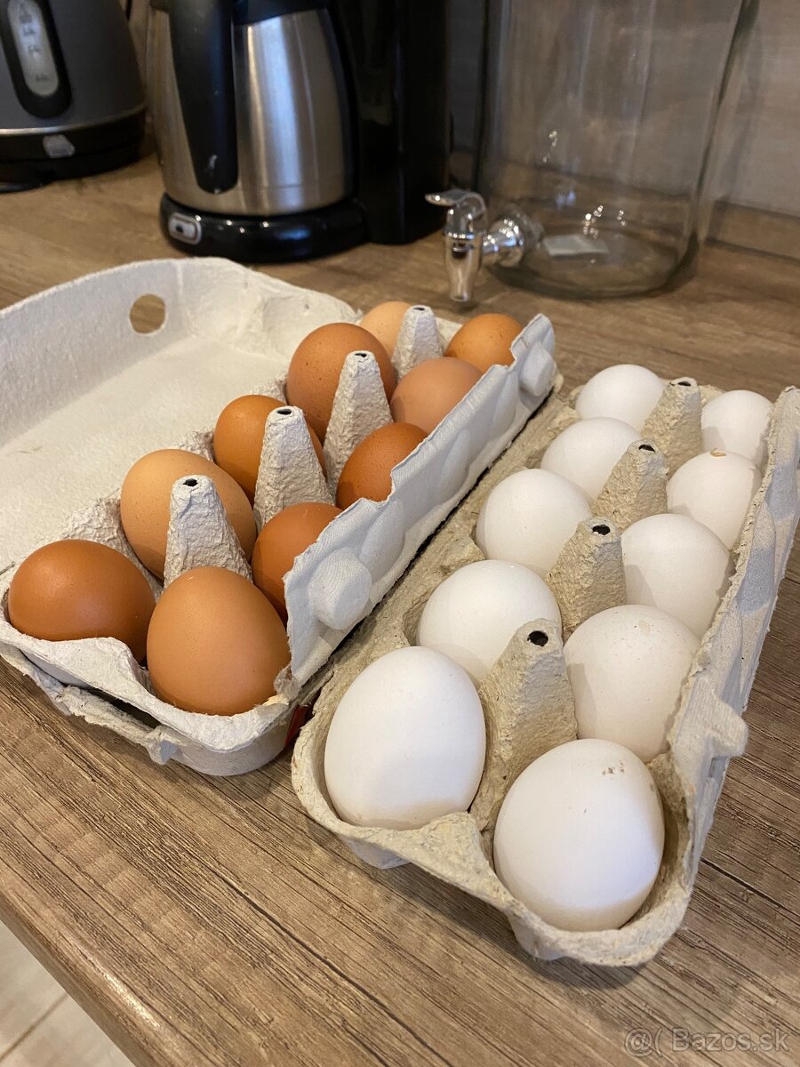 Predám domáce vajicka