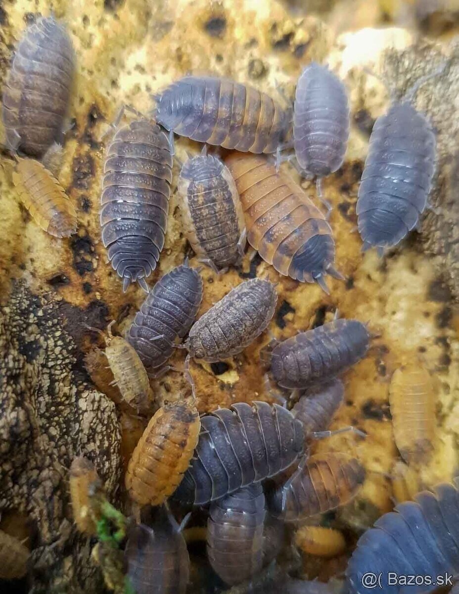 Porcellio Scraber Lava