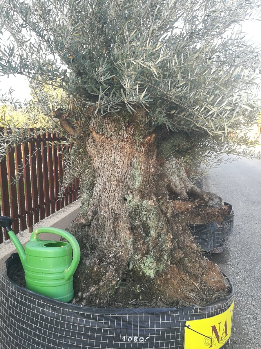 Olivovník bonsai