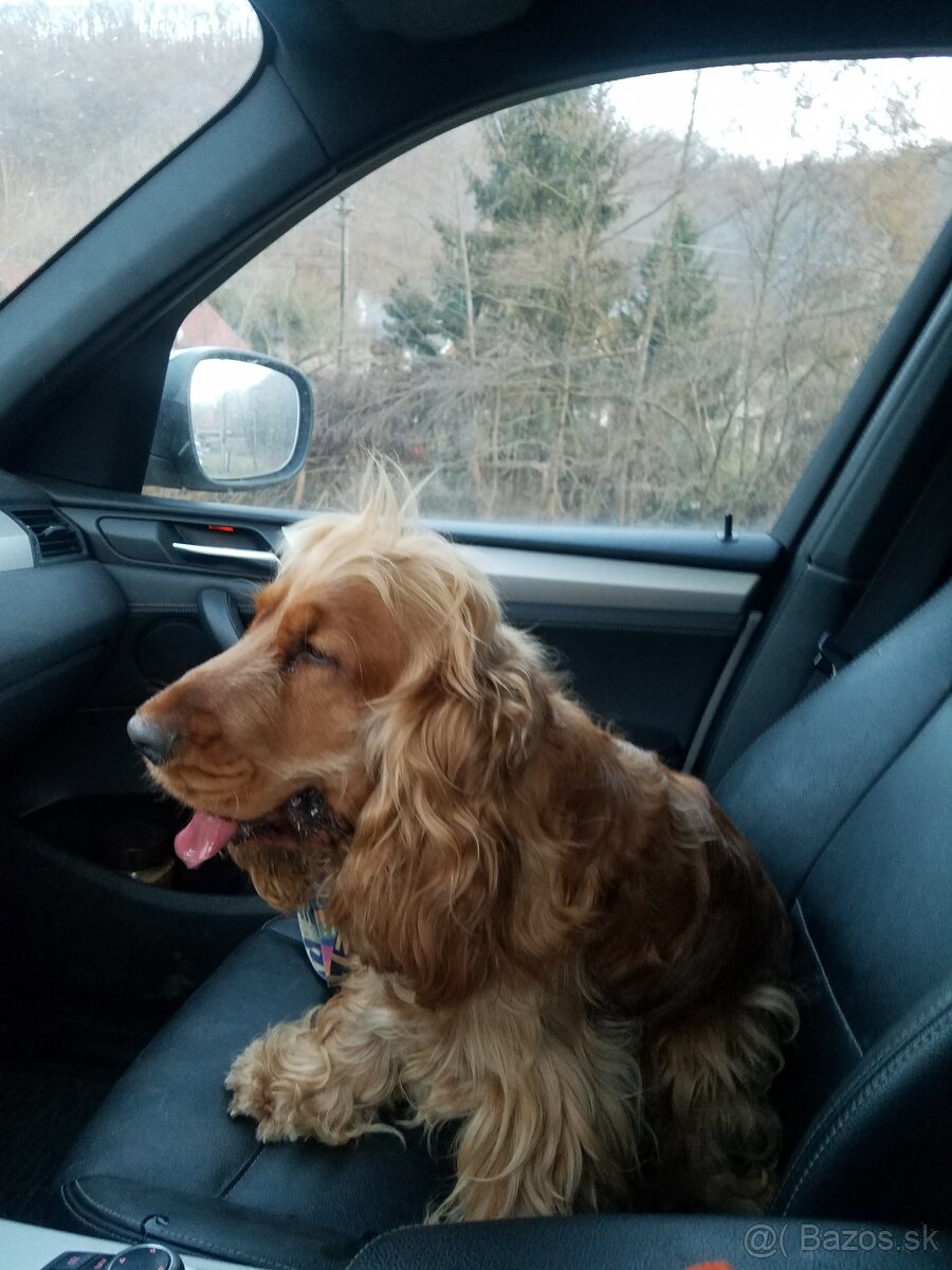 Anglicky kokrspaniel