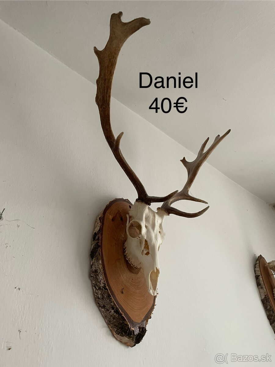 Predám trofeje na podložkách, parohy, parožie